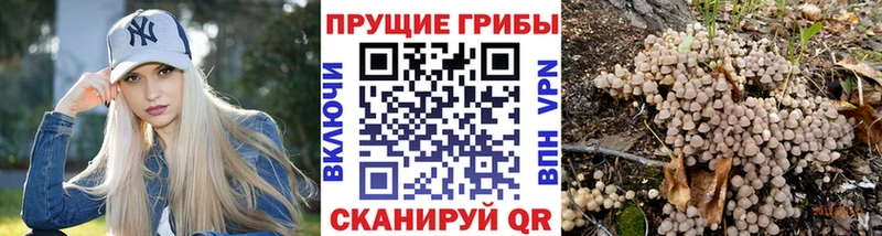 Галлюциногенные грибы Psilocybe Серов